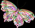 papillons (31)